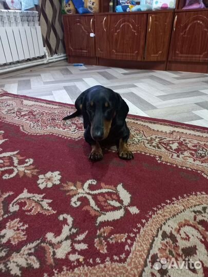 Такса вязка. Кобель