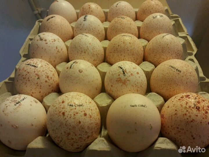 Инкубационные яйца бройлеров весна 2024 года