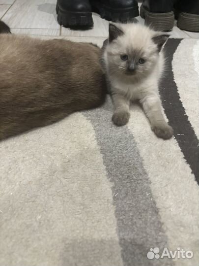 Сиамский котеной