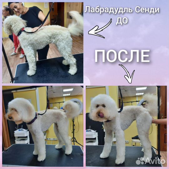 Грумер, стрижка собак, грумер на дом