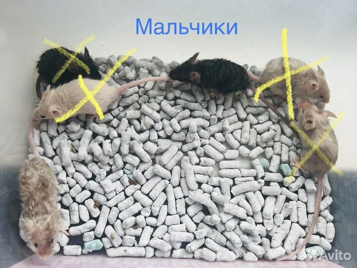 Мышь тексель, сатиновая, декоративная