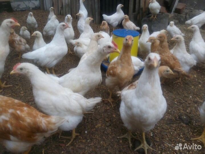 Куры молодки доминант