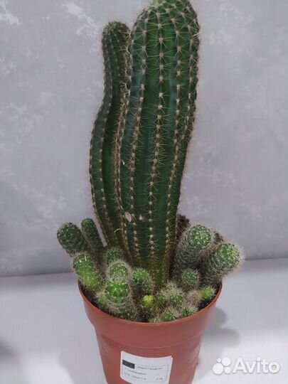 Отростки кактусов