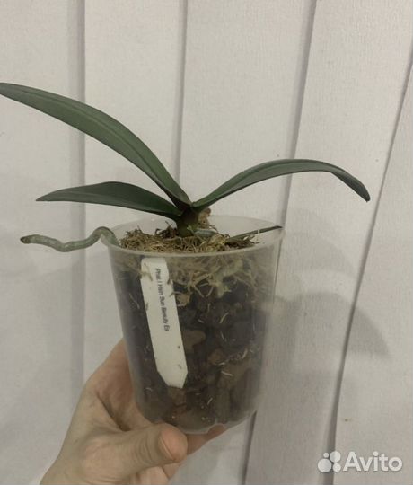 Фаленопсис Hsin Sun Beauty ES