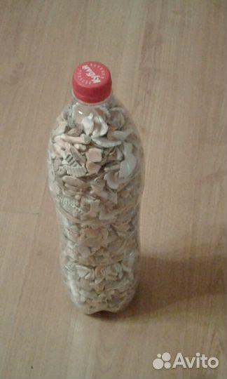 Морские ракушки собранные вручную