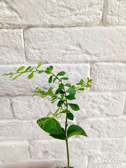 Микроцитрус Green giant/ Crown pearl