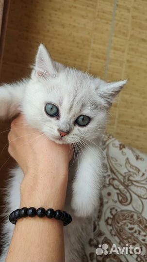 Котëнок британец