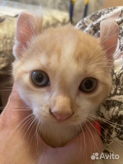 Кошка Американская Керл