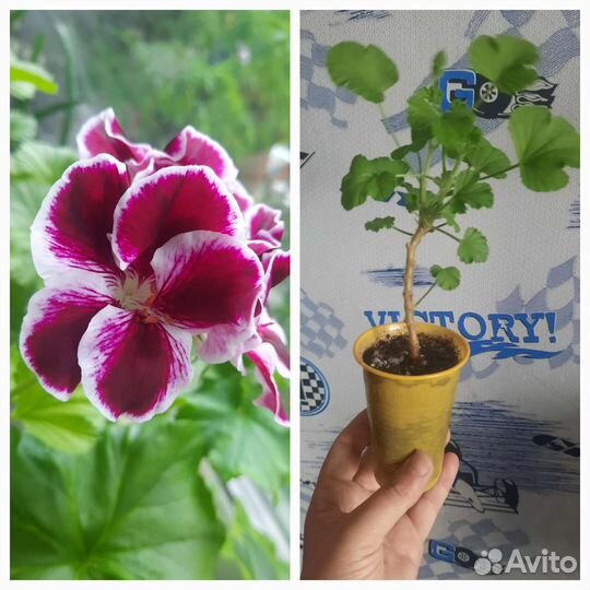 Пеларгония герань королевская