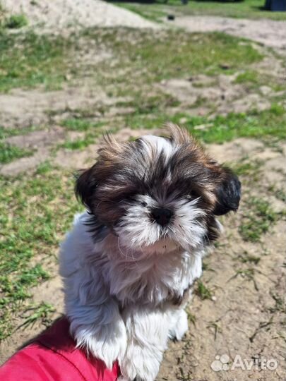 Щенки ши-тцу