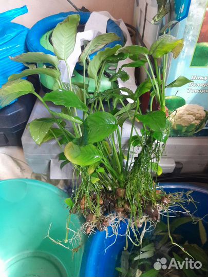 Водоросли для аквариума