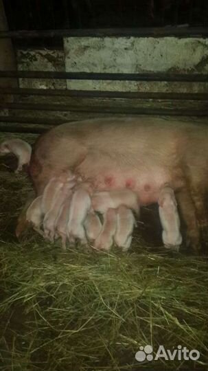 Поросята ландрас