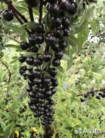 Саженцы вишни Бессея