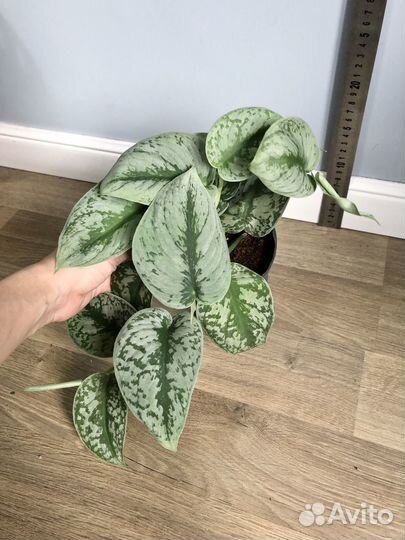 Сциндапсус пиктус Треби