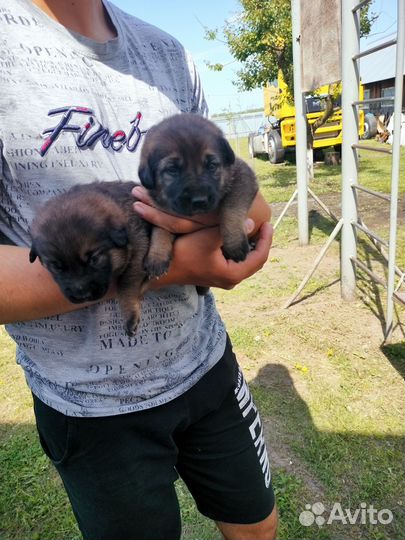 Открыта бронь на щенков