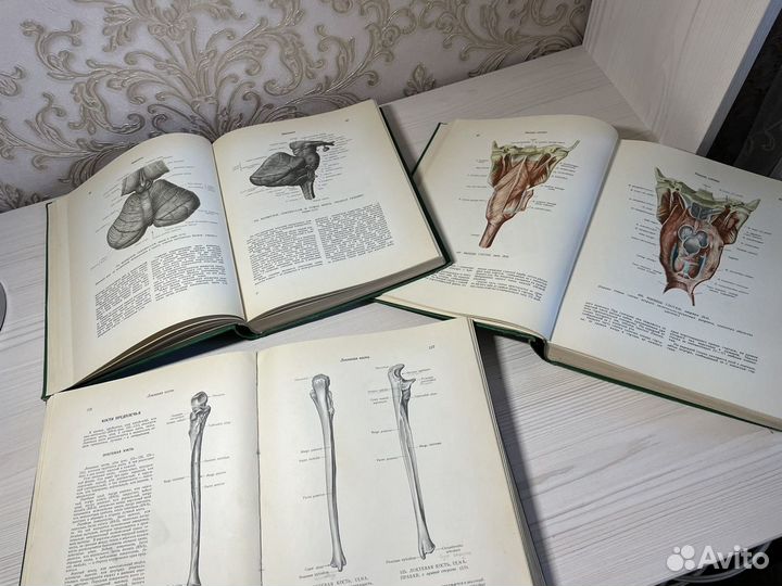 Атлас анатомии человека Синельников