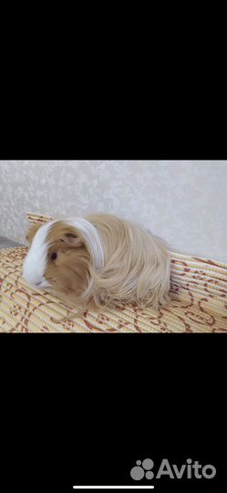Морские свинки
