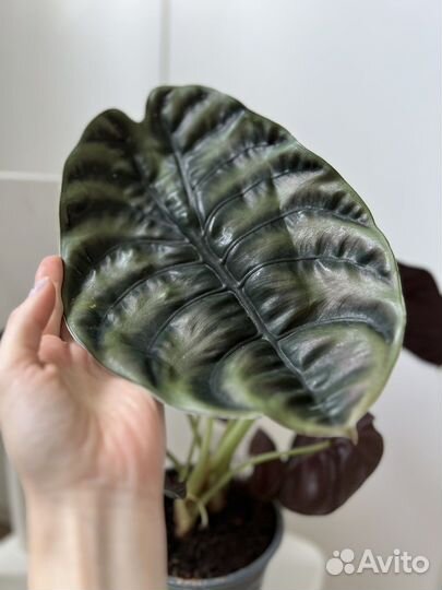 Алоказия ред секрет