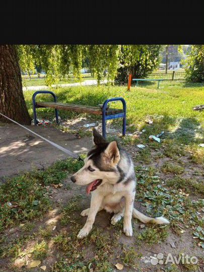 Собаки Хаски