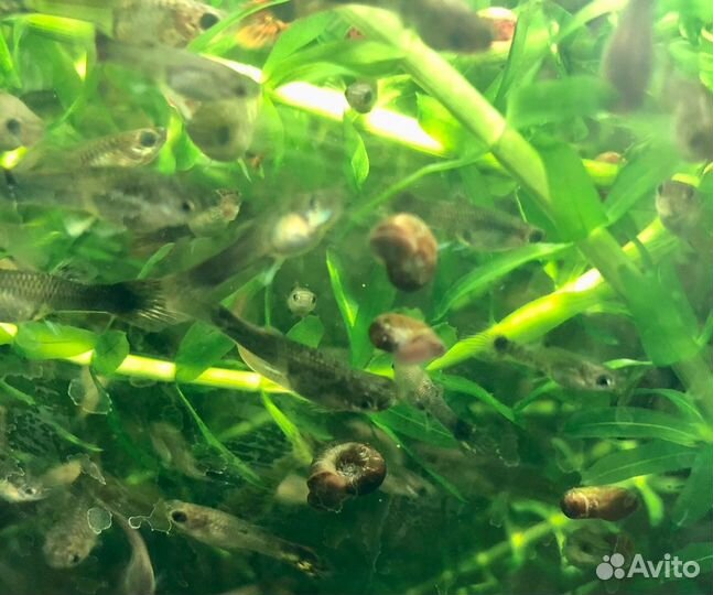 Рыбки Гуппи и аквариумные растения
