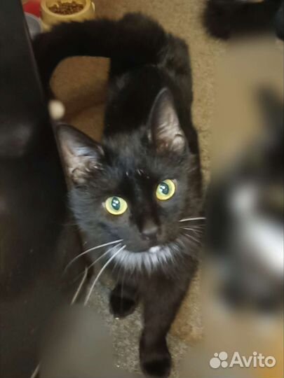 Маркиз 1 годик