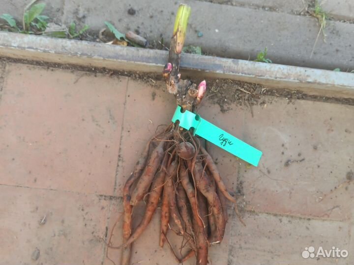 Пион Розеа Плена