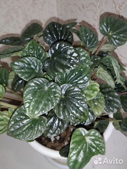 Пеперомия Бурбелла, Санторини и мн. др