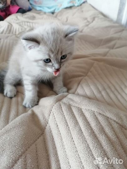 Котенок 1 месяц