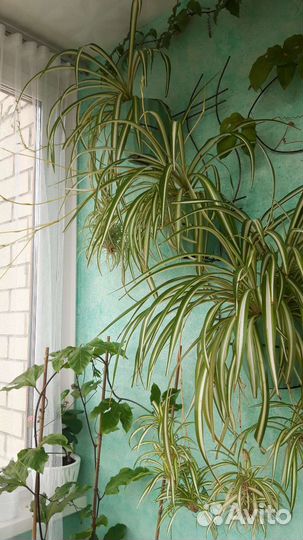 Хлорофитум