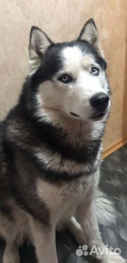 Сибирский хаски
