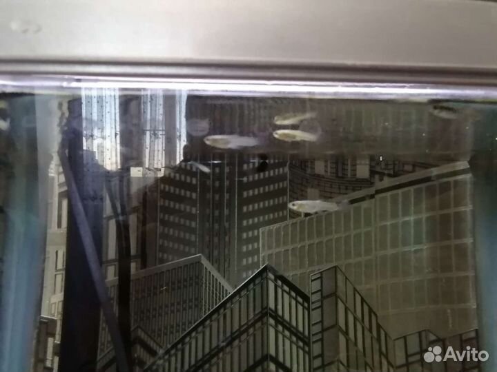 Аквариум с рыбками