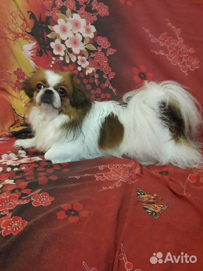 Девочка вязка