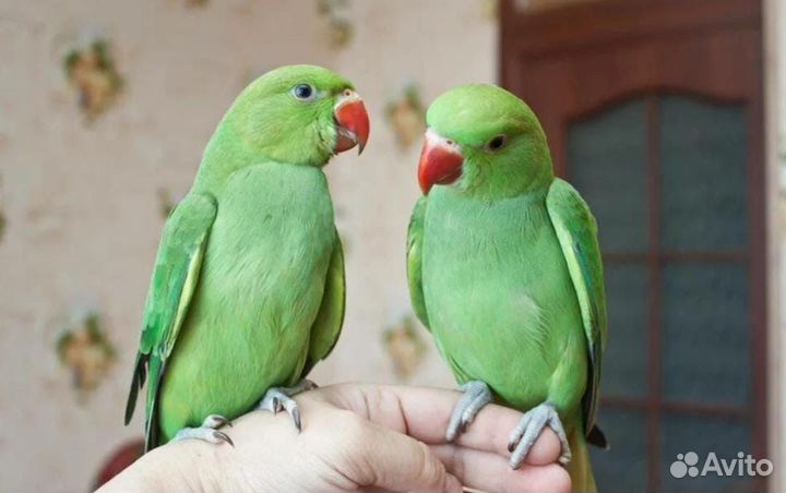 Ожереловый попугай