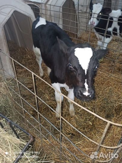 Телята бычки