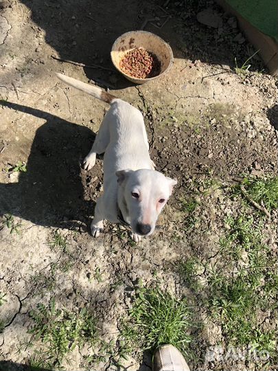 Джек рассел терьер девочка