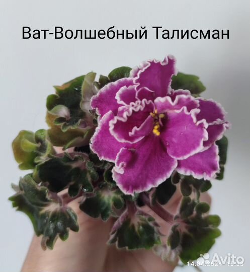 Фиалки цветущие (мини, стандарт)