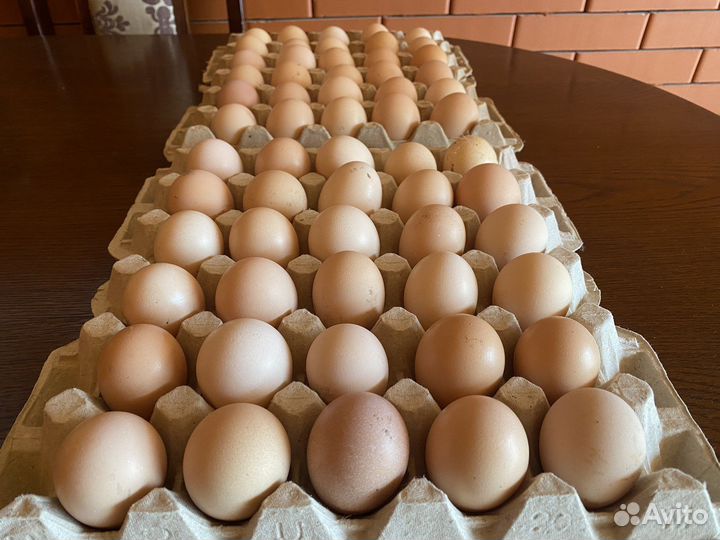 Инкубационные Яйца