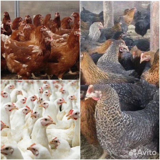 Куры молодки