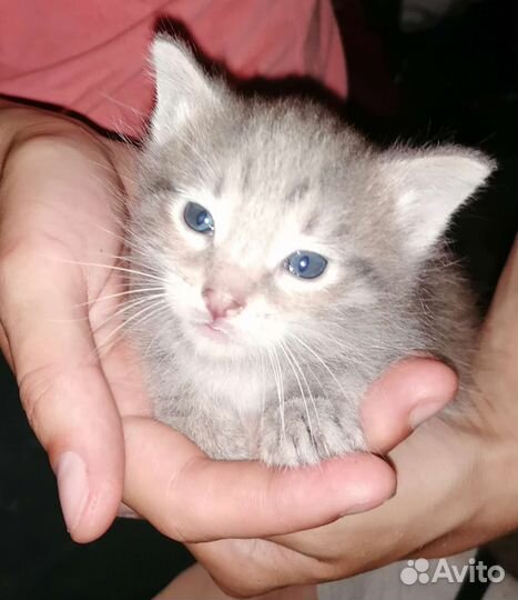 Отдам котят