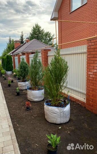 Посадка деревьев и кустарников