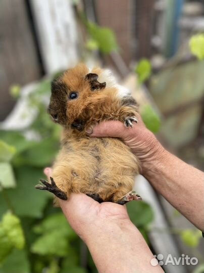 Морские свинки