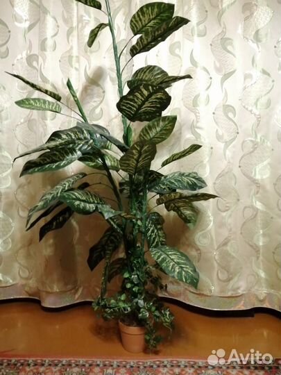 Диффенбахия искусственная
