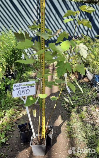 Клен сахаристый серебристый в горшках сажать летом