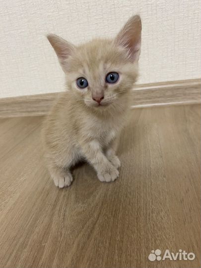 Котята мейкун-британец