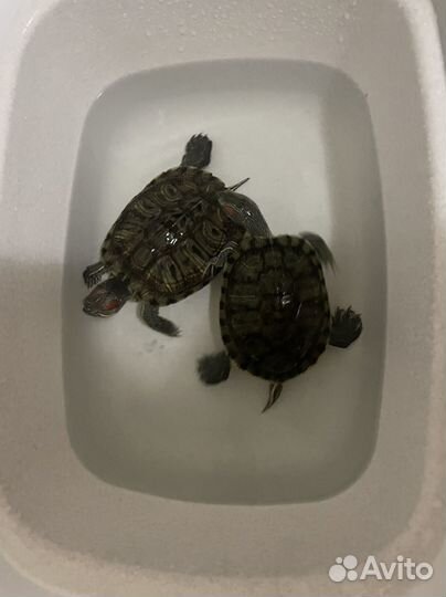 Черепаха
