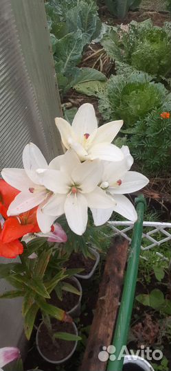 Цветы лилии садовые