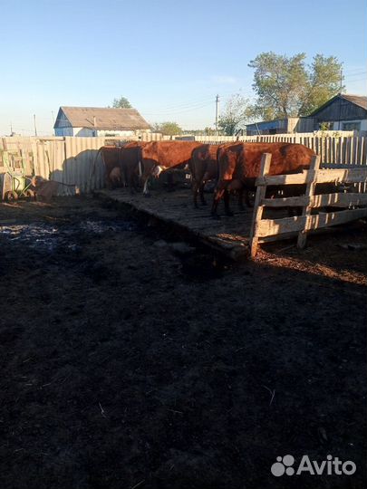Продаётся крс, сельхоз техника