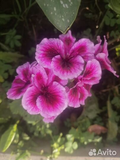 Пеларгония герань