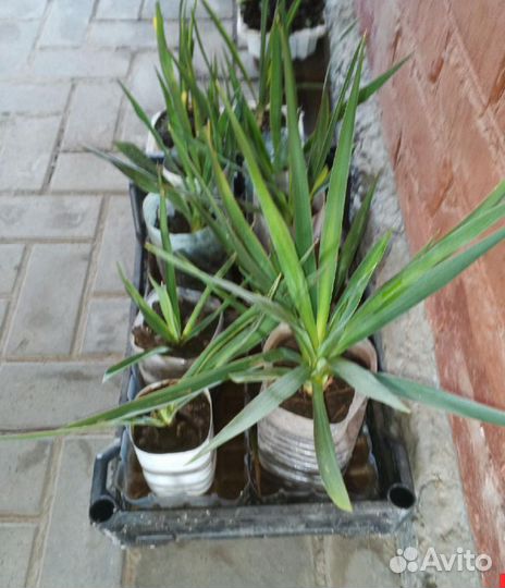 Юкка бирючина ирисы сирень