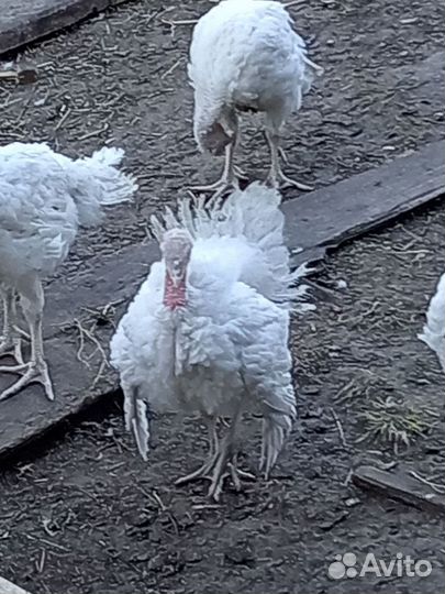 Индюшата хайбрид